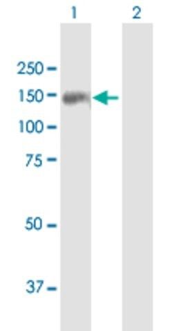 Anti-TDRD1 antibody produced in mouse