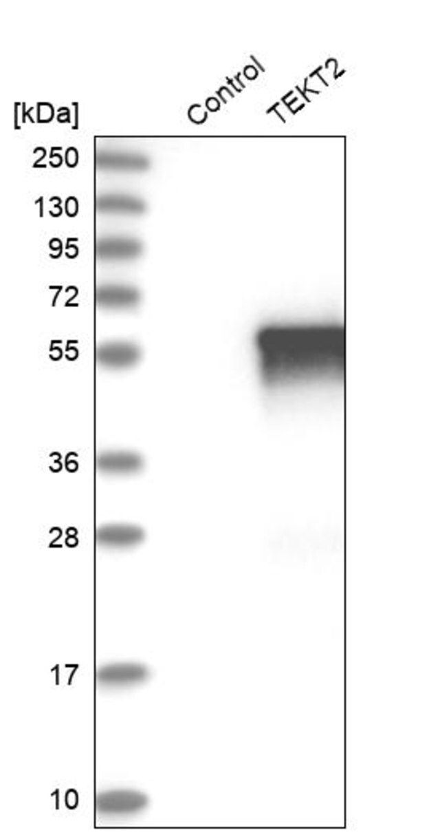 Anti-TEKT2 antibody produced in rabbit