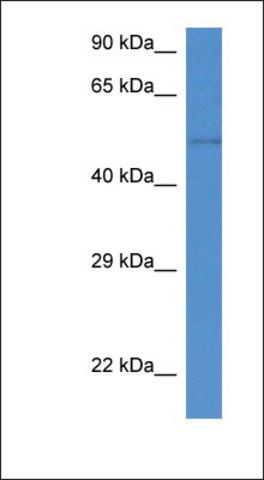 Anti-ST6GAL2 antibody produced in rabbit