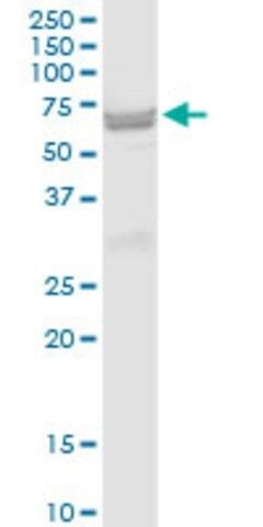 Anti-ST6GAL2 antibody produced in mouse