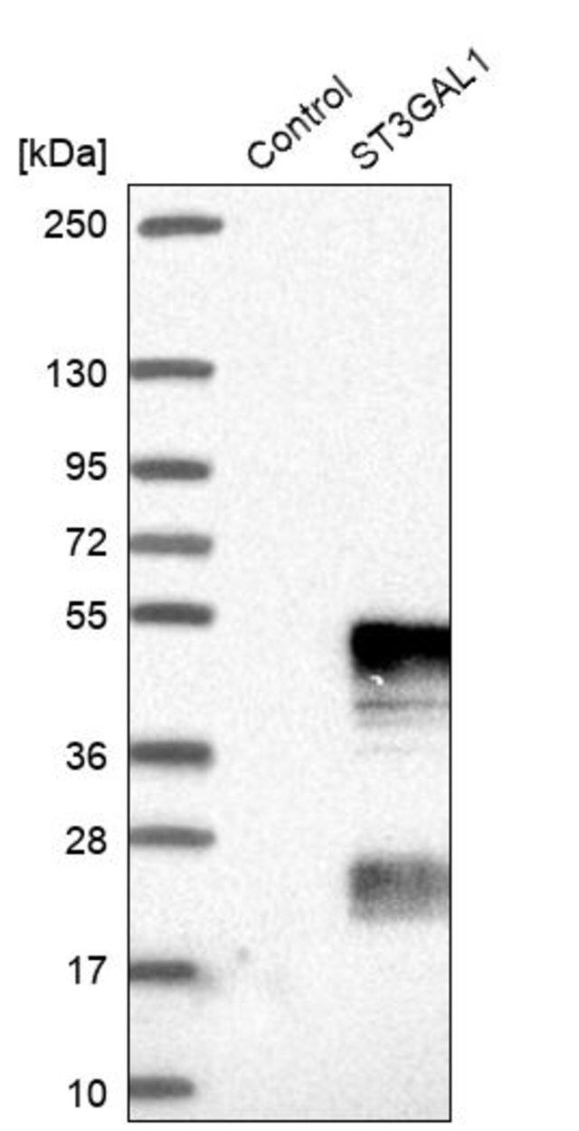 Anti-ST3GAL1 antibody produced in rabbit