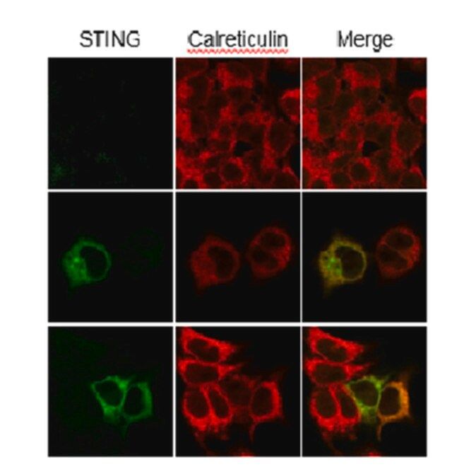 Anti-STING Antibody, clone S17G2C4B7