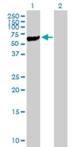 Anti-STK40 antibody produced in mouse