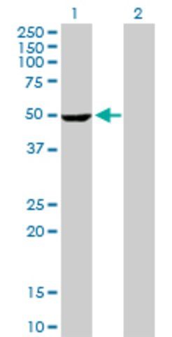 Anti-STK25 antibody produced in rabbit