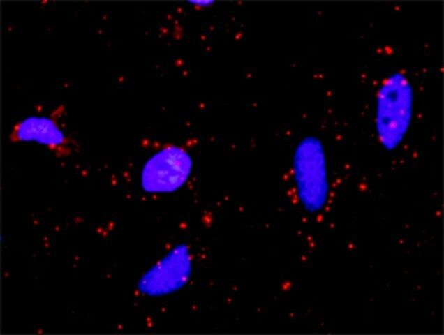 Anti-STK36 antibody produced in rabbit