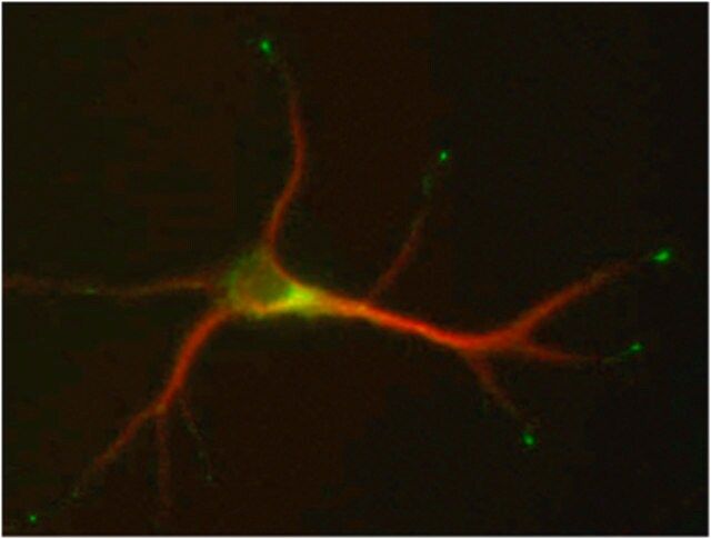 Anti-STMN2 Antibody, clone L5/1