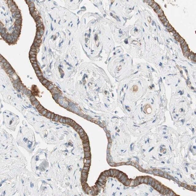 Anti-STON1 antibody produced in rabbit