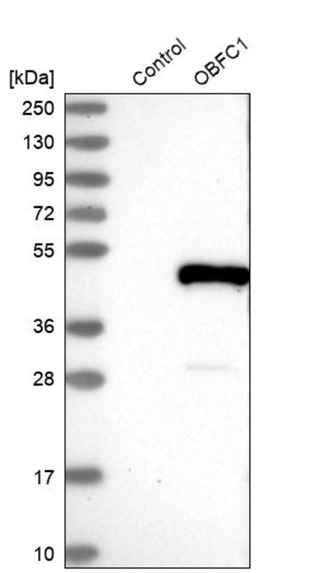 Anti-STN1 antibody produced in rabbit