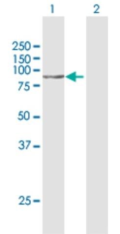 Anti-STON1 antibody produced in rabbit