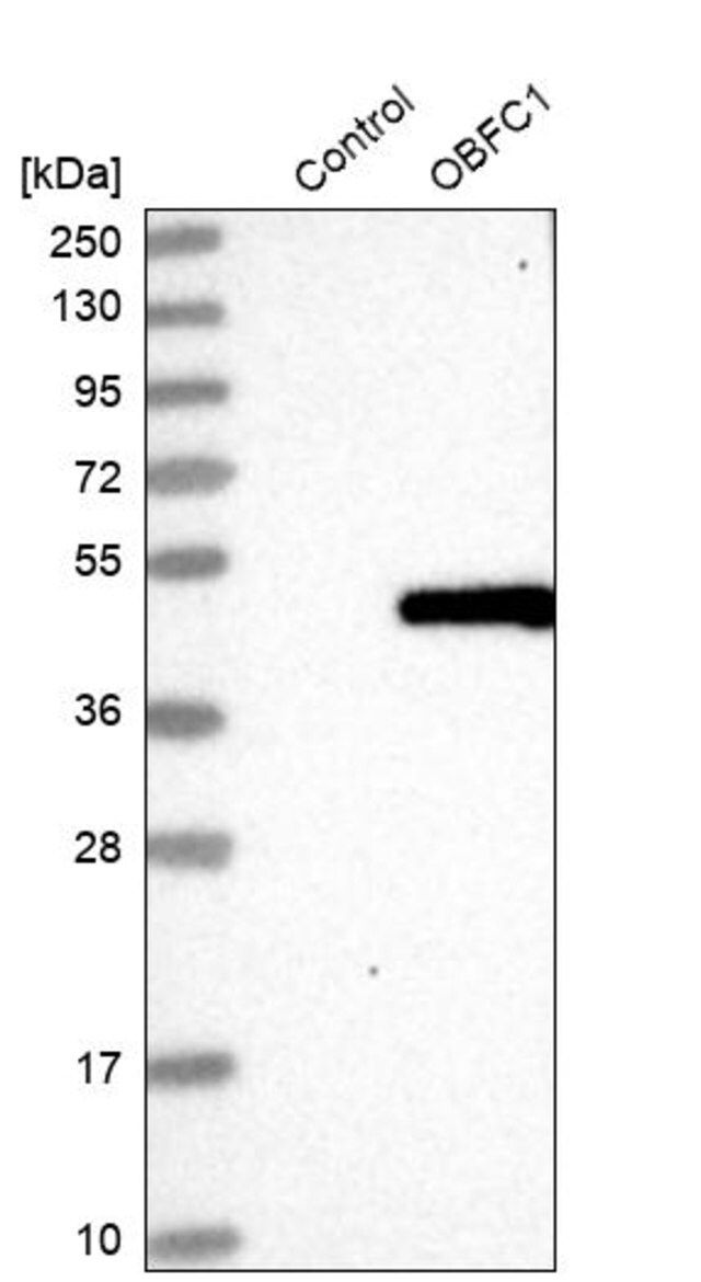Anti-STN1 antibody produced in rabbit