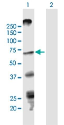 Anti-STRA6 antibody produced in mouse