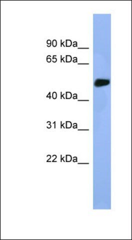 Anti-STK25 antibody produced in rabbit