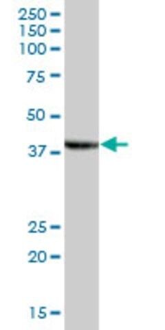 Anti-STOML2 antibody produced in mouse