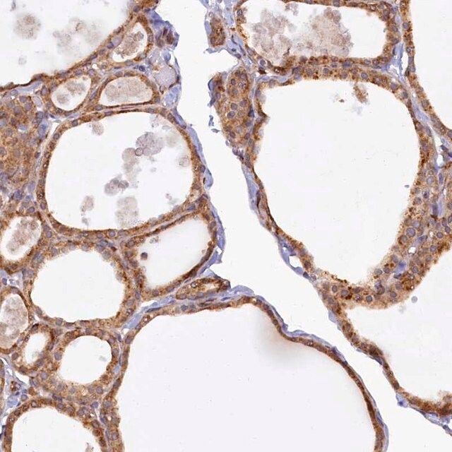 Anti-STX12 antibody produced in rabbit