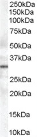 Anti-STX6 antibody produced in goat