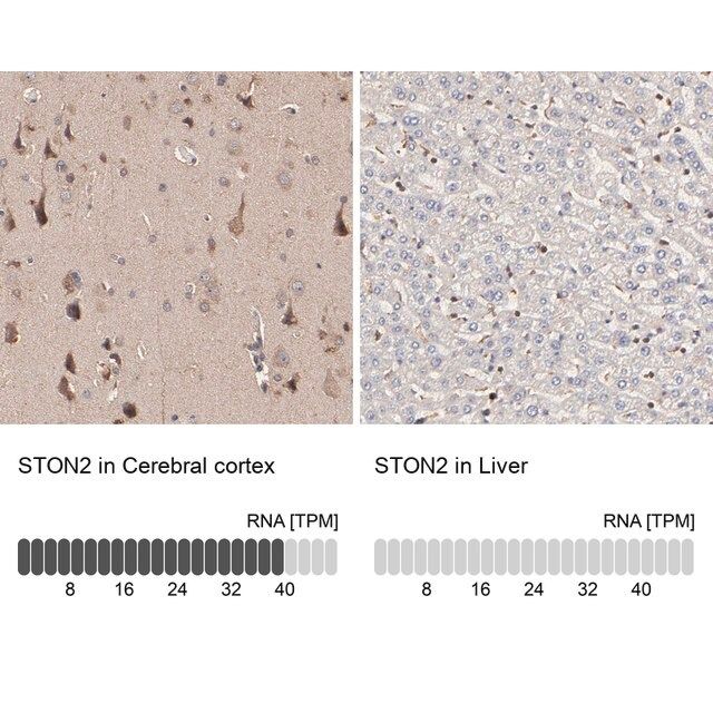 Anti-STON2 antibody produced in rabbit