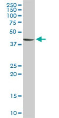 Anti-STYK1 antibody produced in rabbit