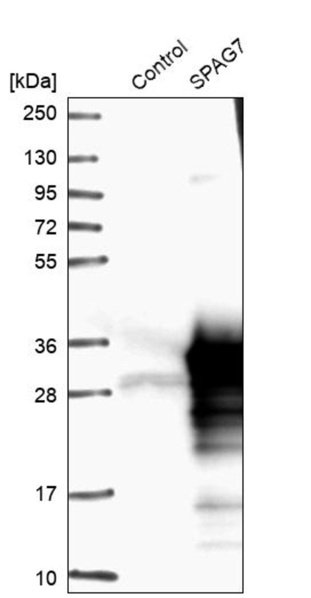 Anti-SPAG7 antibody produced in rabbit