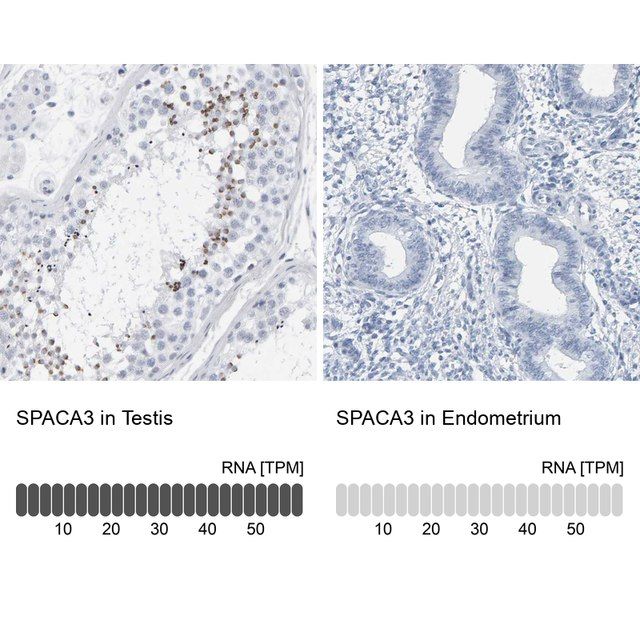 Anti-SPACA3 antibody produced in rabbit