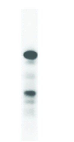 Anti-SPATA2 (341-354) antibody produced in rabbit