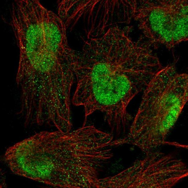 Anti-SPAG7 antibody produced in rabbit