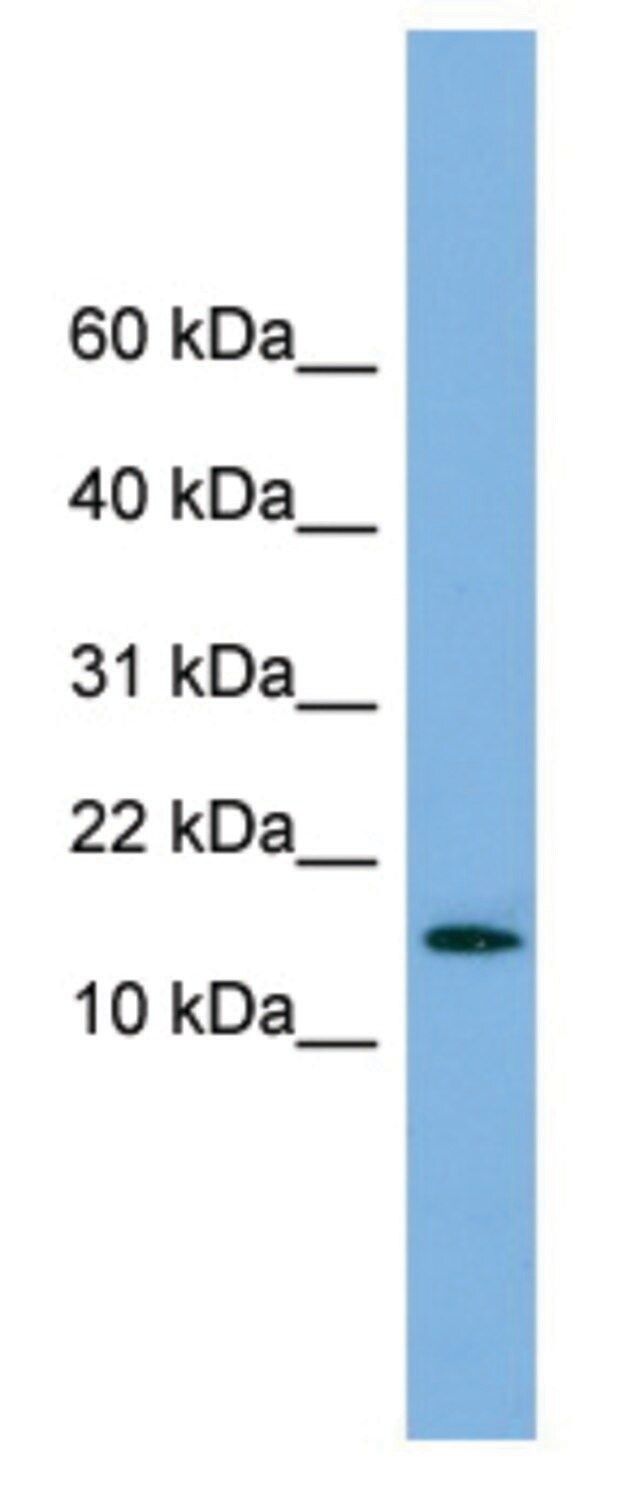 Anti-SPA17 (N-terminal) antibody produced in rabbit