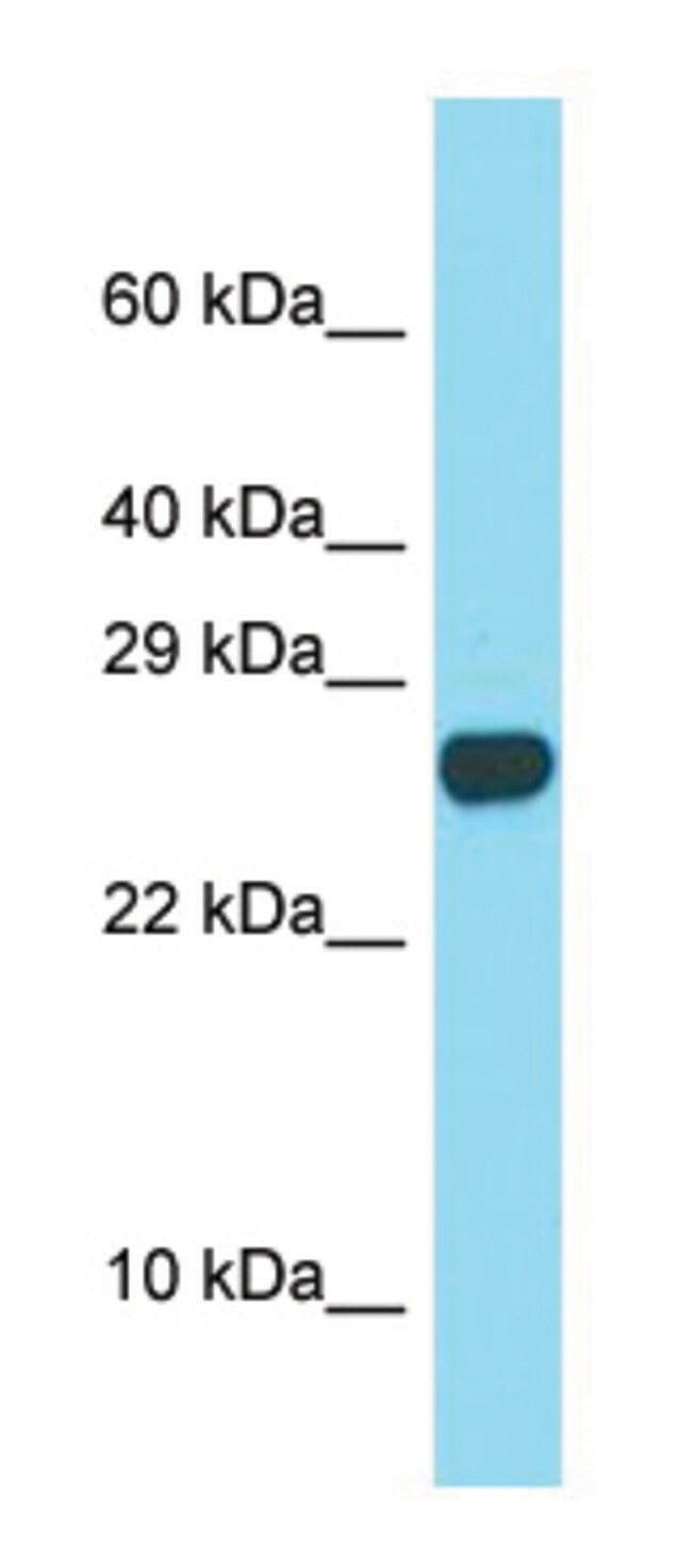 Anti-Spaca3 (C-terminal) antibody produced in rabbit