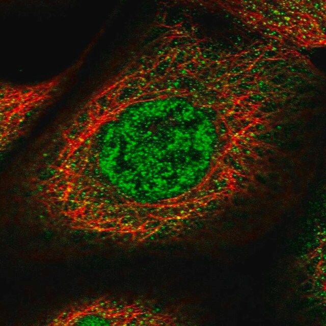 Anti-SPATA13 antibody produced in rabbit