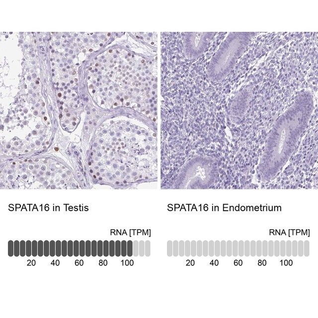 Anti-SPATA16 antibody produced in rabbit