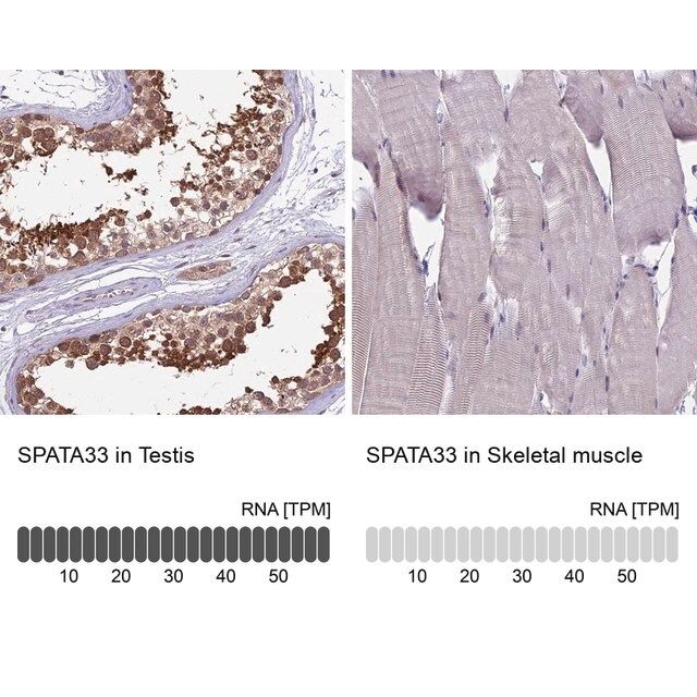 Anti-SPATA33 antibody produced in rabbit