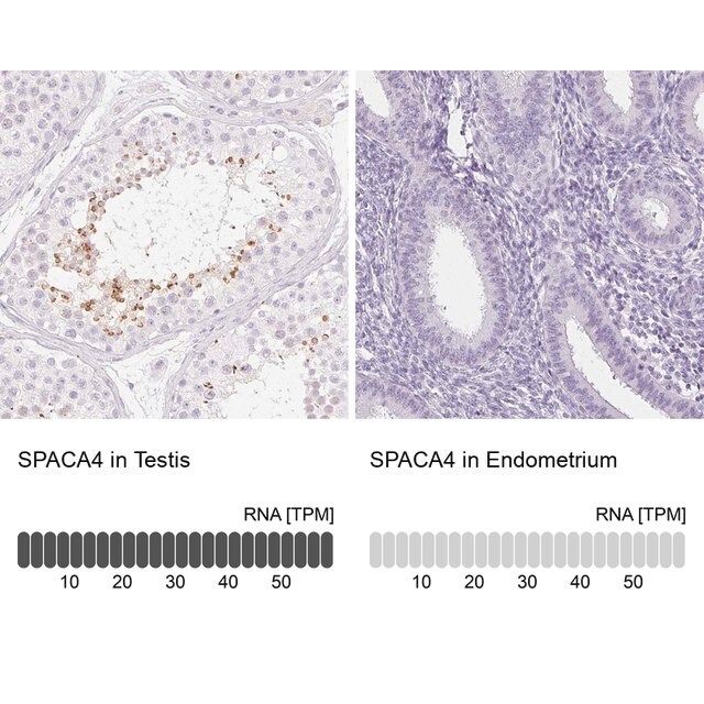 Anti-SPACA4 antibody produced in rabbit