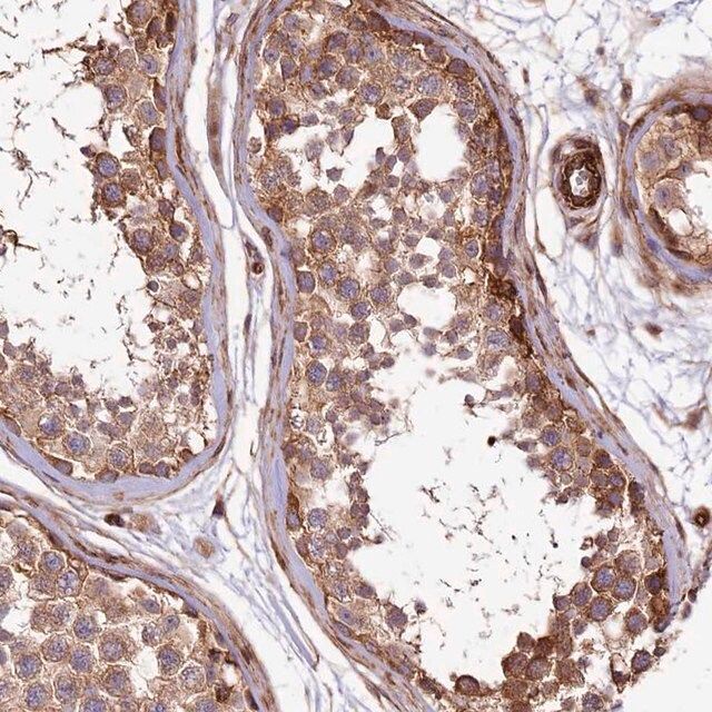 Anti-SPATS2 antibody produced in rabbit