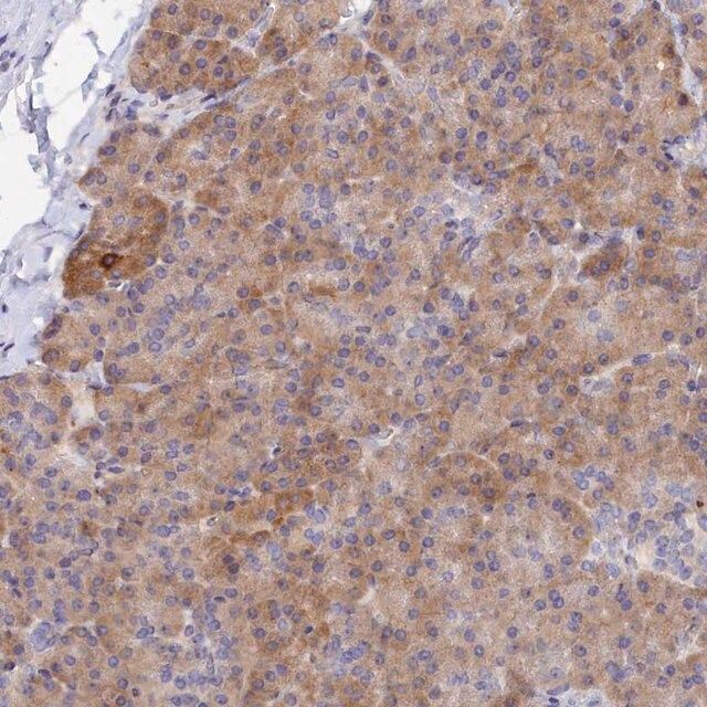 Anti-SPATA5L1 antibody produced in rabbit