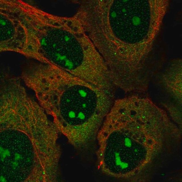 Anti-SPATS2L antibody produced in rabbit