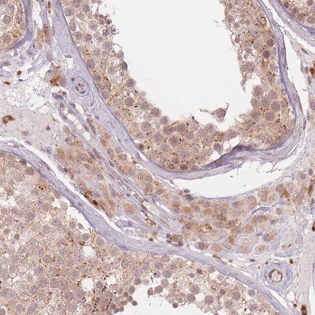 Anti-SPATA45 antibody produced in rabbit