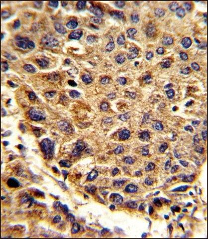 ANTI-SPCS3 (C-TERM) antibody produced in rabbit