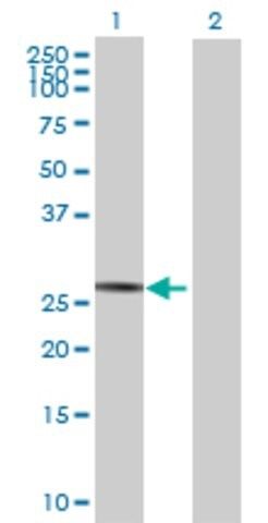 Anti-SPATA9 antibody produced in mouse