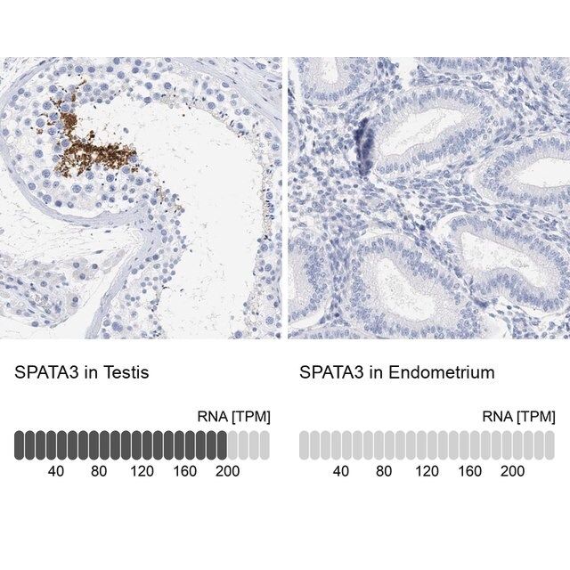 Anti-SPATA3 antibody produced in rabbit