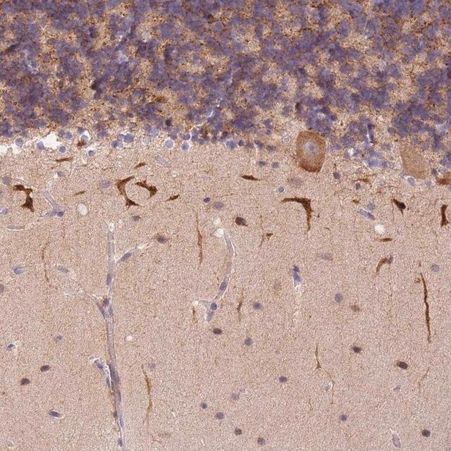 Anti-S100PBP antibody produced in rabbit