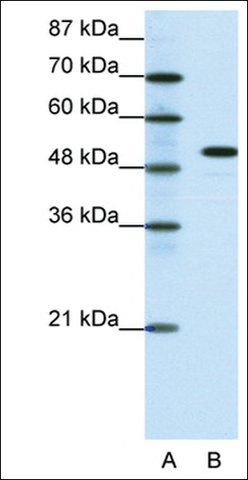 Anti-SPIB antibody produced in rabbit