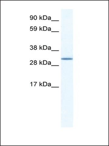 Anti-SPIC antibody produced in rabbit