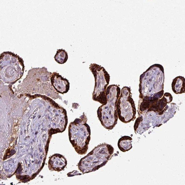 Anti-SPCS3 antibody produced in rabbit