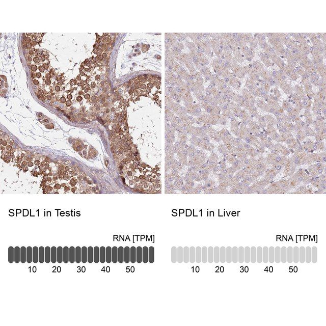 Anti-SPDL1 antibody produced in rabbit