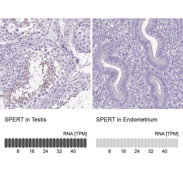 Anti-SPERT antibody produced in rabbit