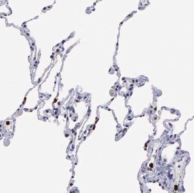 Anti-SPIN3 antibody produced in rabbit