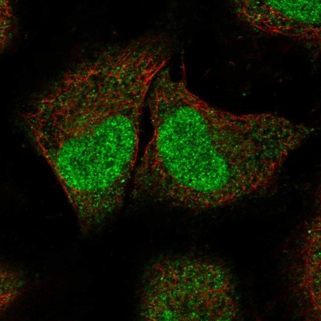 Anti-SPIN2A antibody produced in rabbit
