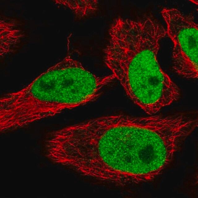 Anti-SPIN1 antibody produced in rabbit