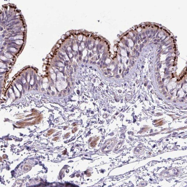 Anti-SPINK8 antibody produced in rabbit