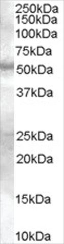 Anti-SMAD9 antibody produced in goat