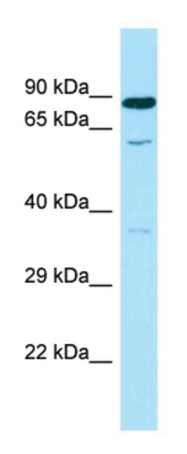 Anti-SMOX (C-terminal) antibody produced in rabbit